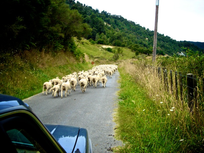 Sheep Herding